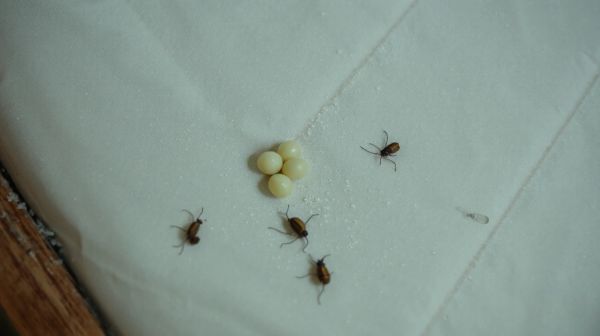 5 signes révélateurs d'infestation de punaises de lit