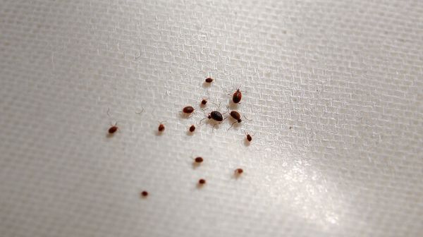 5 signes révélateurs d'infestation de punaises de lit
